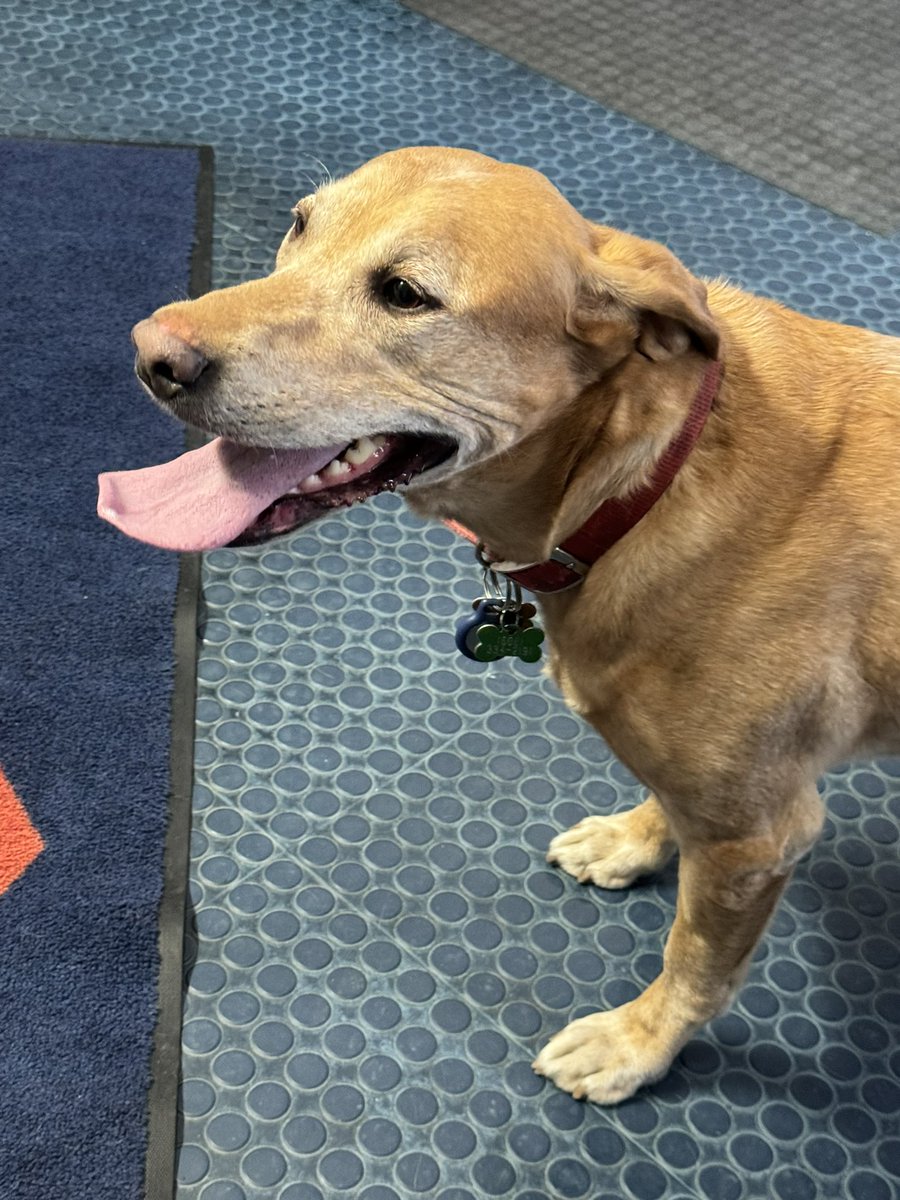 Was once lost — but now found! Lando’s owner is on the way…but while he waited, Lando got a tour of the department and got lots of snuggles. We also asked him to fill out an application to join dispatch! 😀