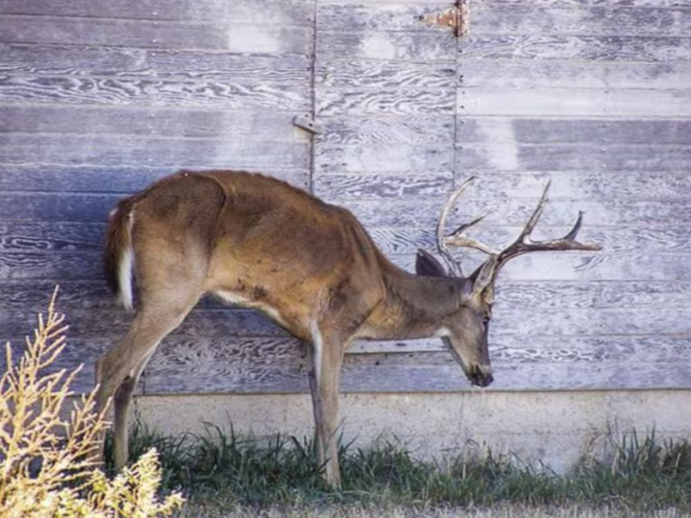 Study: Hunters Die After Consuming CWD-Infected Venison
msn.com/en-us/health/o…