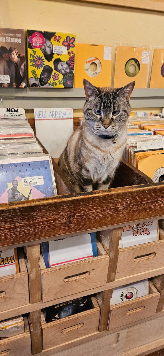 Chardonnay let's you know when she's ready for a photo sesh. And when a fresh row of used 7"s are goin out.