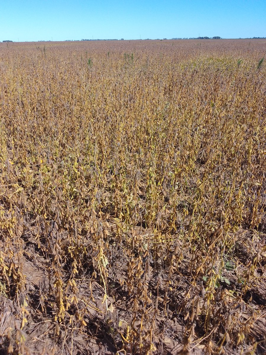 En el mundo del revés... Soja de primera y de segunda... Mismo grupo madurez... 🤦