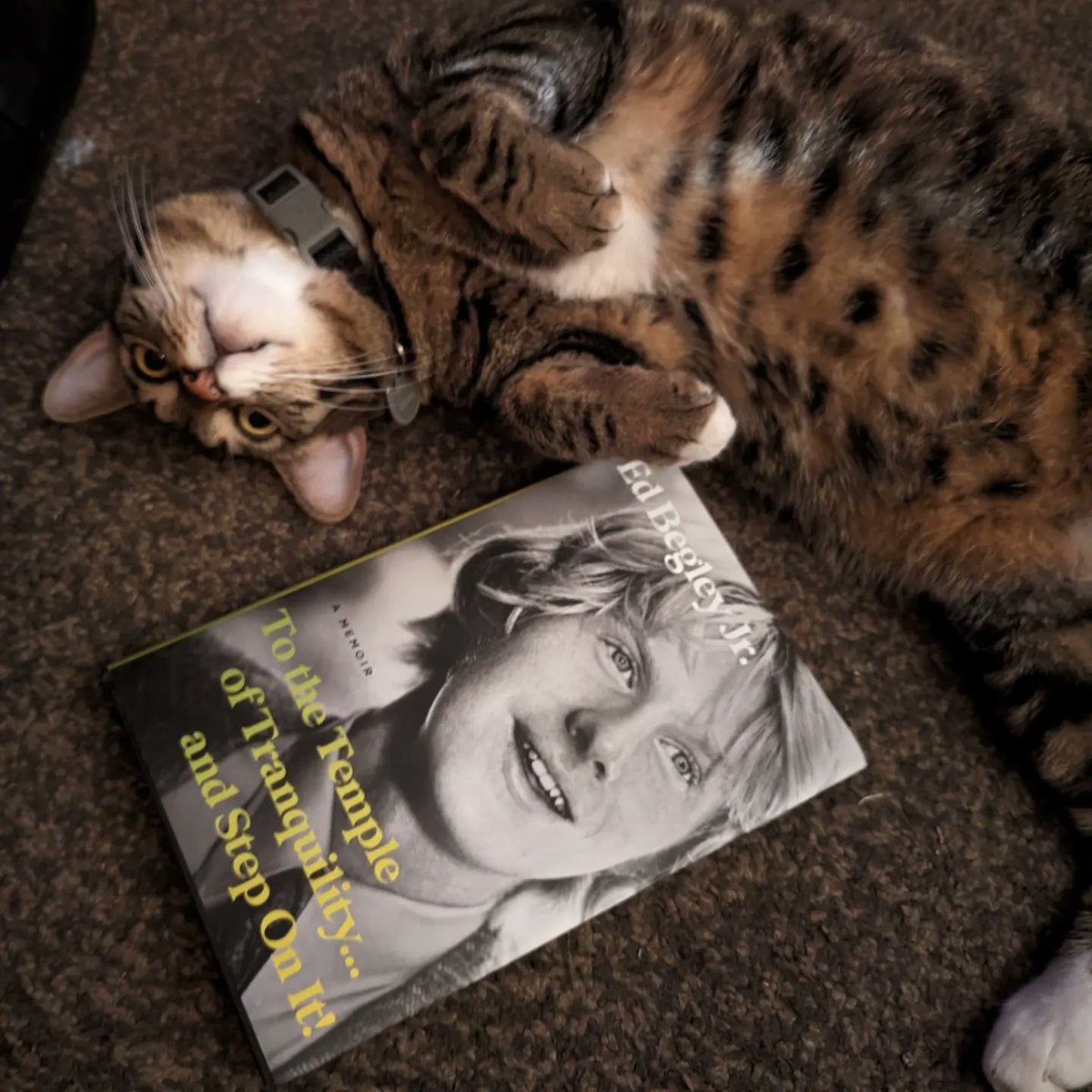 Scottie's Book Club 😻📚✨

#scottieisthebest #scottiesbookclub #bookclub #scottie #cat #bestbud #family #books #favoritethings #edbegleyjr #tothetempleoftranquilityandsteponit #autobiography #memoir #currentlyreading #happyplace #bookaddict #collection #homelibrary