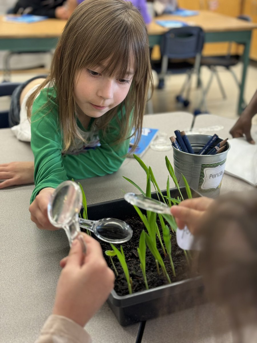 We took a close look at our class microgreens today and drew our observations! Kindergarten is sure doing a good job taking care of their plants! <a href="/DHSBains/">DHSBains</a>