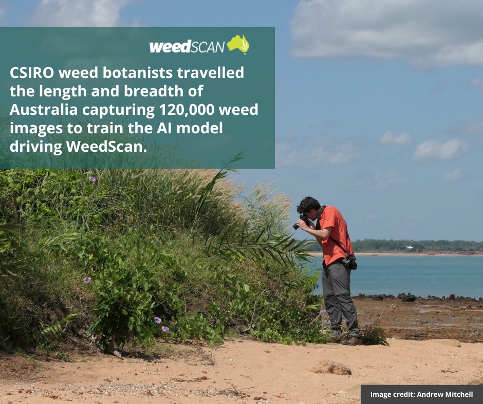 WeedScan’s AI model has been trained by CSIRO to recognise approximately 459 priority weed species across Australia to help people identify weeds from their photos. Download the app to your phone or use the WeedScan tool via our website at loom.ly/UGdXPf0
