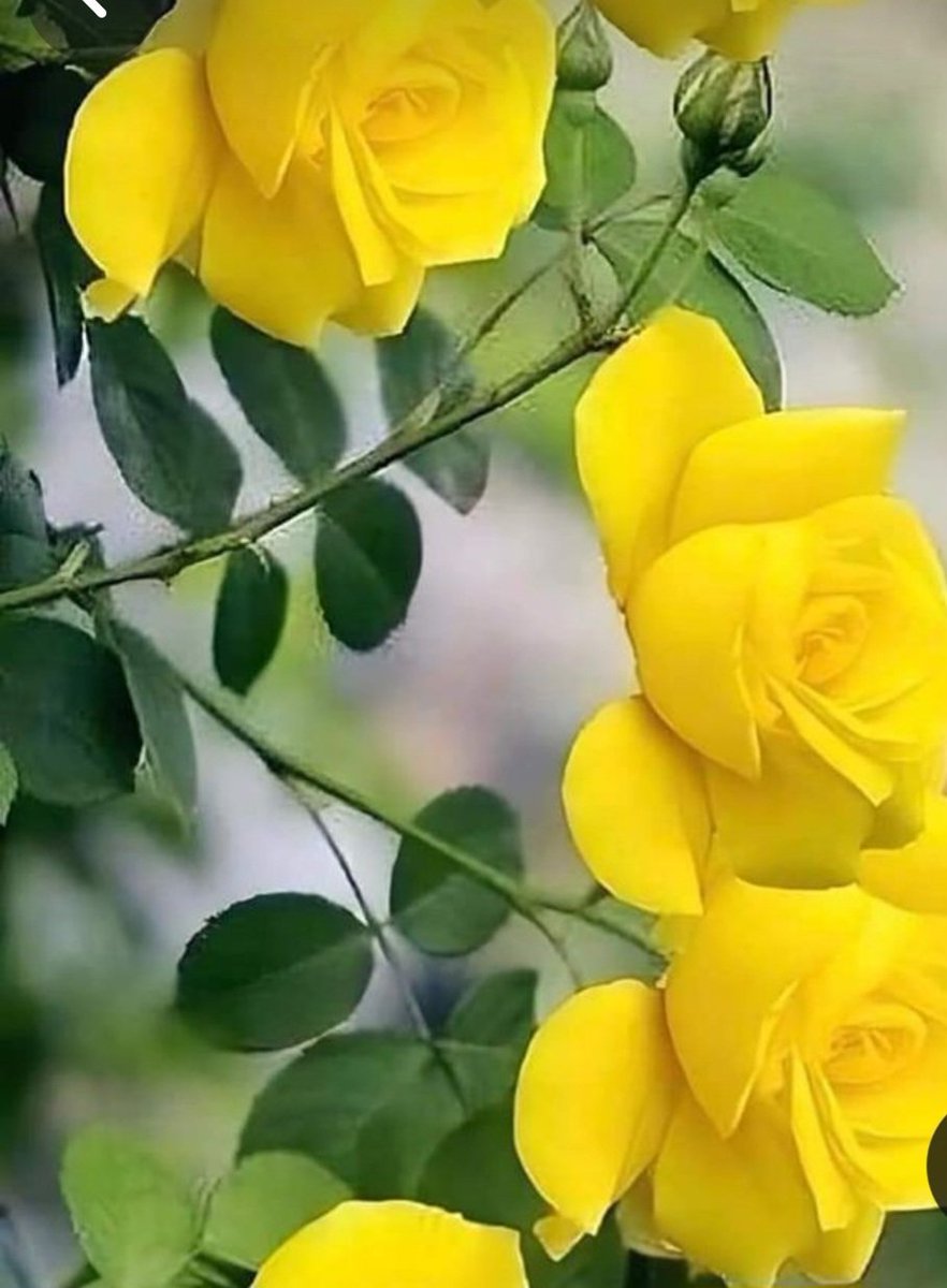 Brighten your day🥰🤩
With a splash of yellow
Good afternoon everyone 
💛🌿💛🌿💛🌿💛🌿💛🌿💛🌿💛