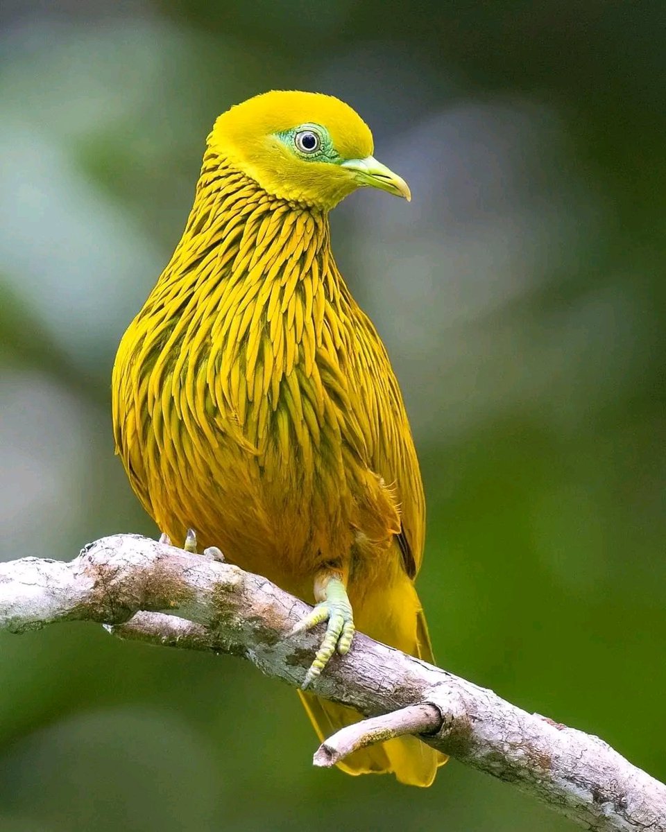 Golden Fruit Dove (Ptilinopus luteovirens) by Chris Venetz /Nyctale Tours. This fruit dove is endemic to the forests of Fiji (the islands of Viti Levu, Ovalau, Beqa, Ngau and Waya) #birds #nature #photography