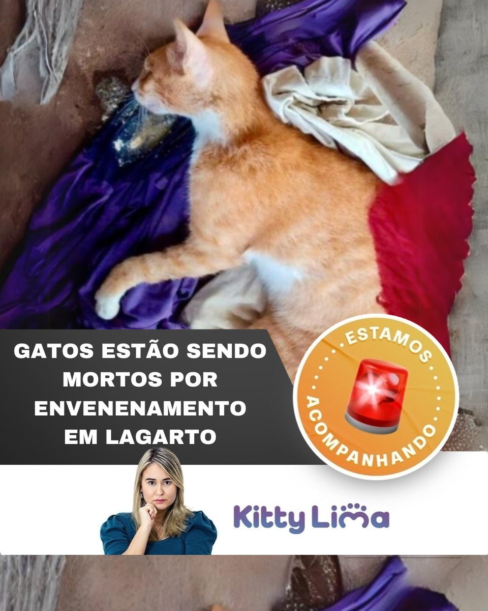 depkittylima's tweet photo. 🚨 DENÚNCIA - ENVENENAMENTO DE ANIMAIS EM LAGARTO 🚨
O caso aconteceu no Bairro Alto da Boa Vista em Lagarto e causou revolta da população.
Segundo relatos, os animais foram  encontrados agonizando com sintomas de envenenamento e, infelizmente, vieram a óbito no local. 
(...) https://t.co/ff3sDXKwKo