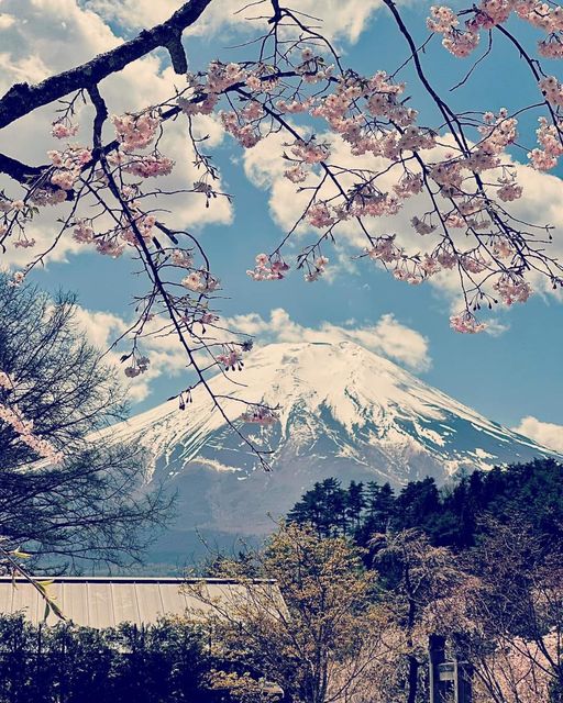 Behold the breathtaking beauty of Mount Fuji with cherry blossom flowers! 🗻🌸 A truly mesmerizing sight of Japan's natural wonders. #MountFuji #CherryBlossoms #SakuraSeason #FujiViews #JapanTravel #SpringSplendor #BlossomMagic #NaturePhotography #ExploreJapan #ScenicBeauty