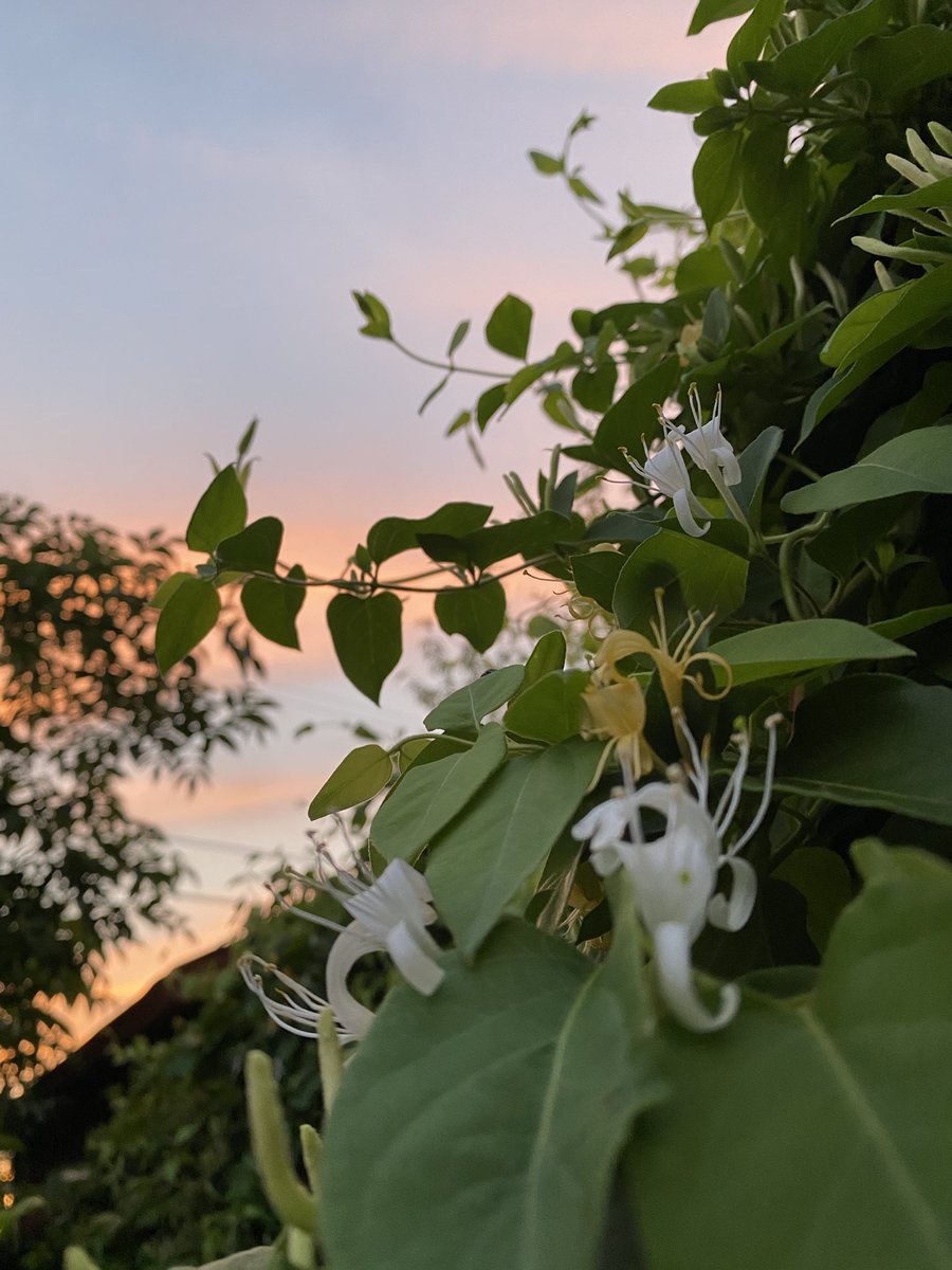 I love how consistent this Honeysuckle is every year, full and beautiful