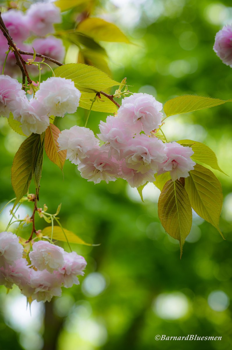 薄曇りの日に…。 #花 #flower #花のある風景 #桜 #サクラ #cherryblossoms #普賢象 #みどりーな #ファインダー越しの私の世界 #sigma #sigmafpL #lumix #lumixspro70200mmf28ois #lmount #yourshotphotographer #yousawscenes #1x #1x_japan SIGMA fpL LUMIX S PRO 70-200mm F2.8 O.I.S.