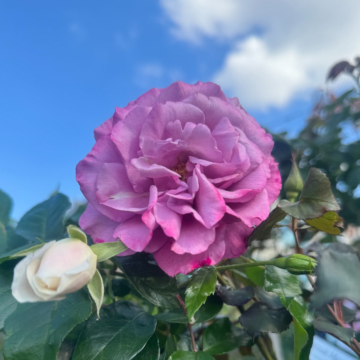 Grab your 2ft Standard (Bare Rooted) Roses for just $14.99! Don't miss out on this fantastic deal!🌹
Shop for roses HERE👇
 hubs.li/Q02sZBBr0  

#hellohelloplants #roses #flowers #plants #plantnursery #plantlover #gardeningtips #barerooted #beautifulplant