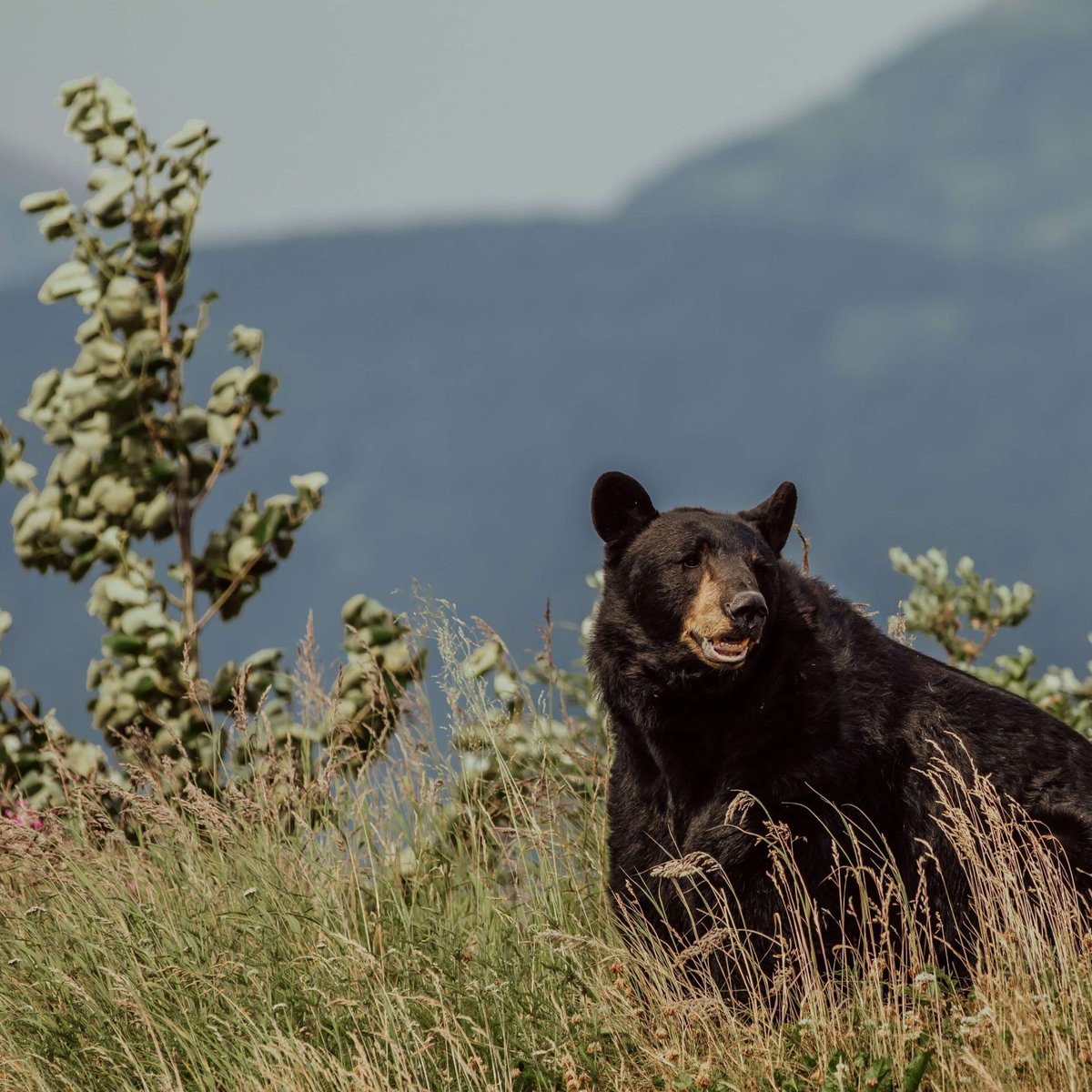 Hinterback tweet media