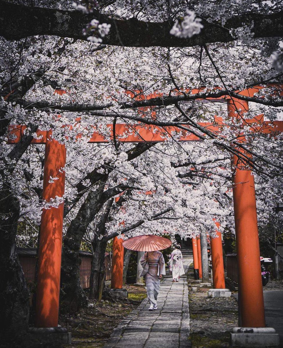 🌸⛩️🌸 Explore the beauty of 'Takenaka Inari Shrine' 🌸⛩️🌸 Immerse yourself in the serenity of this enchanting sacred site. #TakenakaInariShrine #ShintoShrine #JapaneseCulture #SacredSpaces #ExploreJapan #ShrineAdventures #SpiritualJourney #TravelGoals #JapanTravel