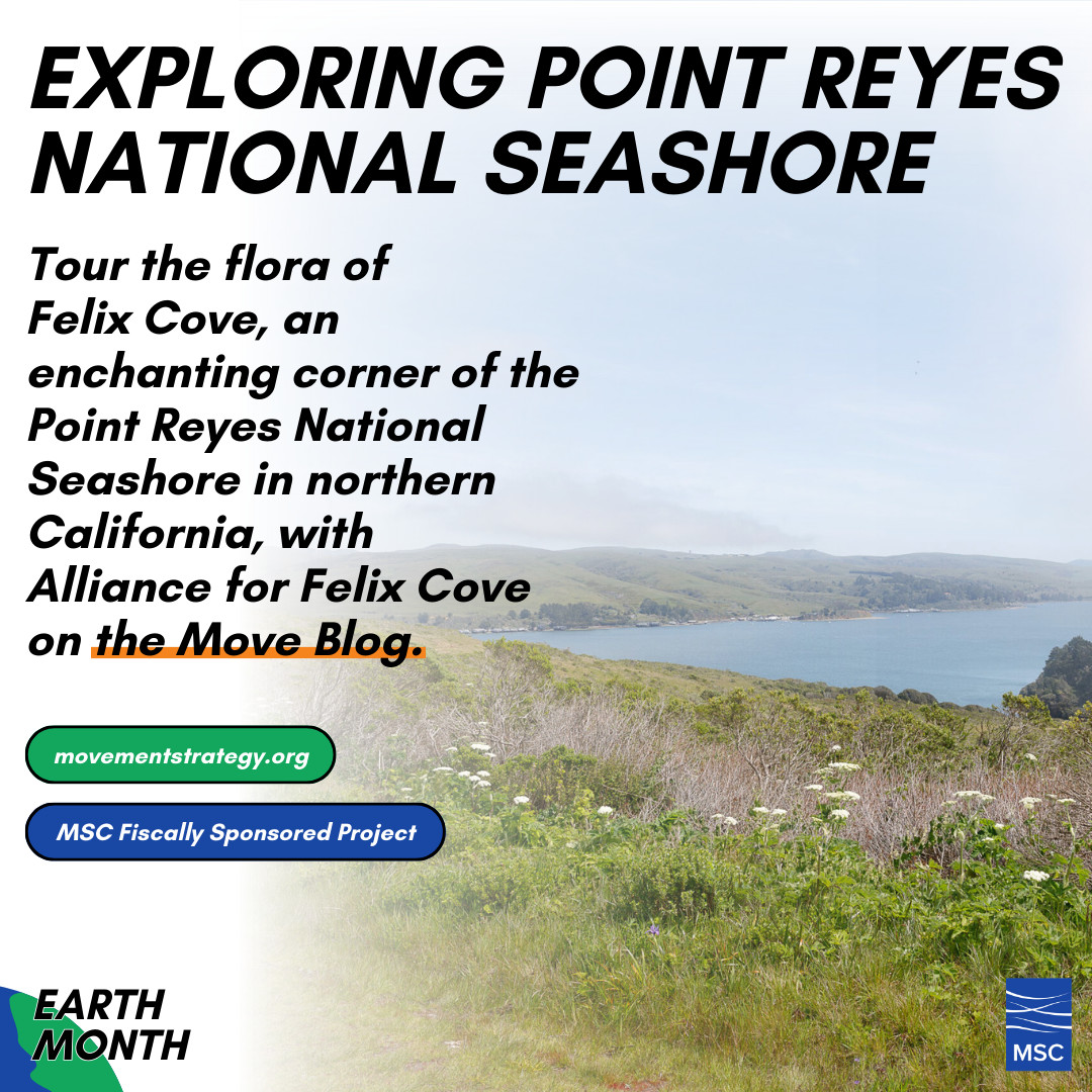 🌼 Dive into Earth Month with a virtual photo tour of Felix Cove at Point Reyes with @alliance4felixcove. Explore breathtaking flora and landscapes. 📸 movementstrategy.org/blog_post/a-de… #EarthMonth #FelixCove #NatureLovers 🌎