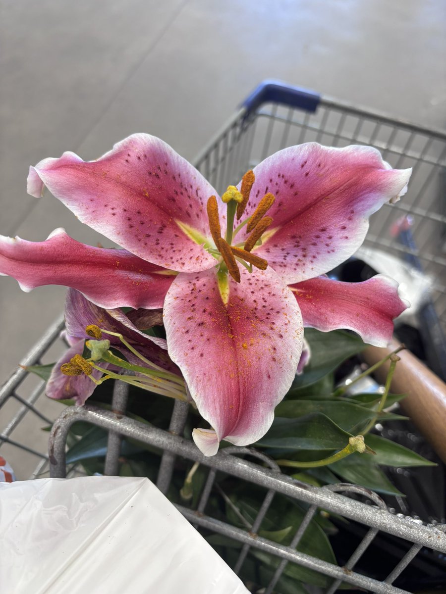ithinkshesbaked's tweet photo. Baby got lilies today 😌💕

#pinklily #lilies #gardening https://t.co/VyGv0DNq4l