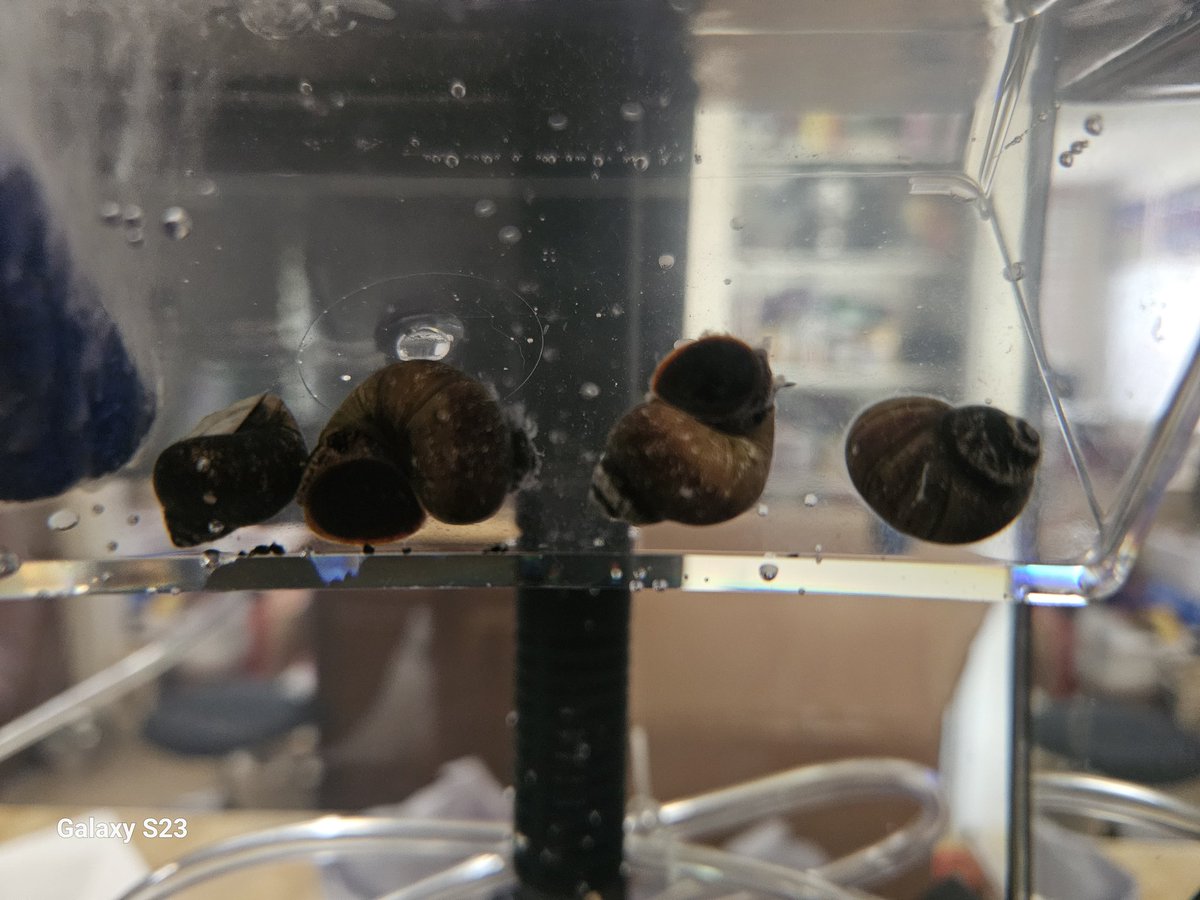 My blueberry snails arrived! Was cutting bag open, it slipped, & 1 pinged onto the floor 😬, but they all seem to be alive. There was a heat pack in there & it's 80°f here, so that water was WAY 2 hot. Glad they showed up 2 days early! Staying in 5g quarantine tank for a bit