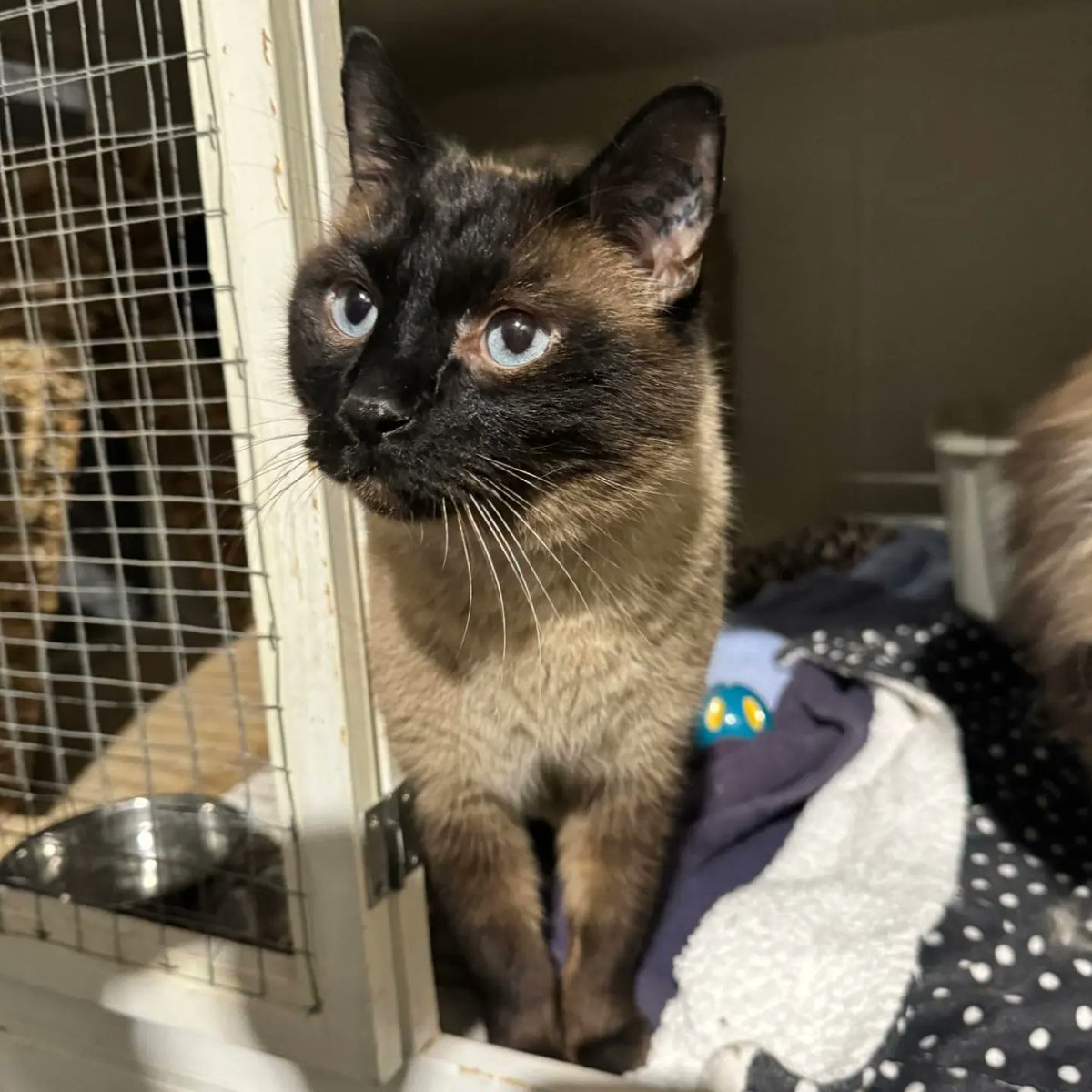 Meet Bonded Brothers Marvin and Ozzy! 

This 10 year old adoptable duo is enjoying life in foster while searching for their forever family! 
 
#safeteamrescue #adoptdontshop #adoptme #adoptablekitty #fosterkitty #fosterssavelives  #rescuedismyfavoritebreed #yeg #yegcats #catlover