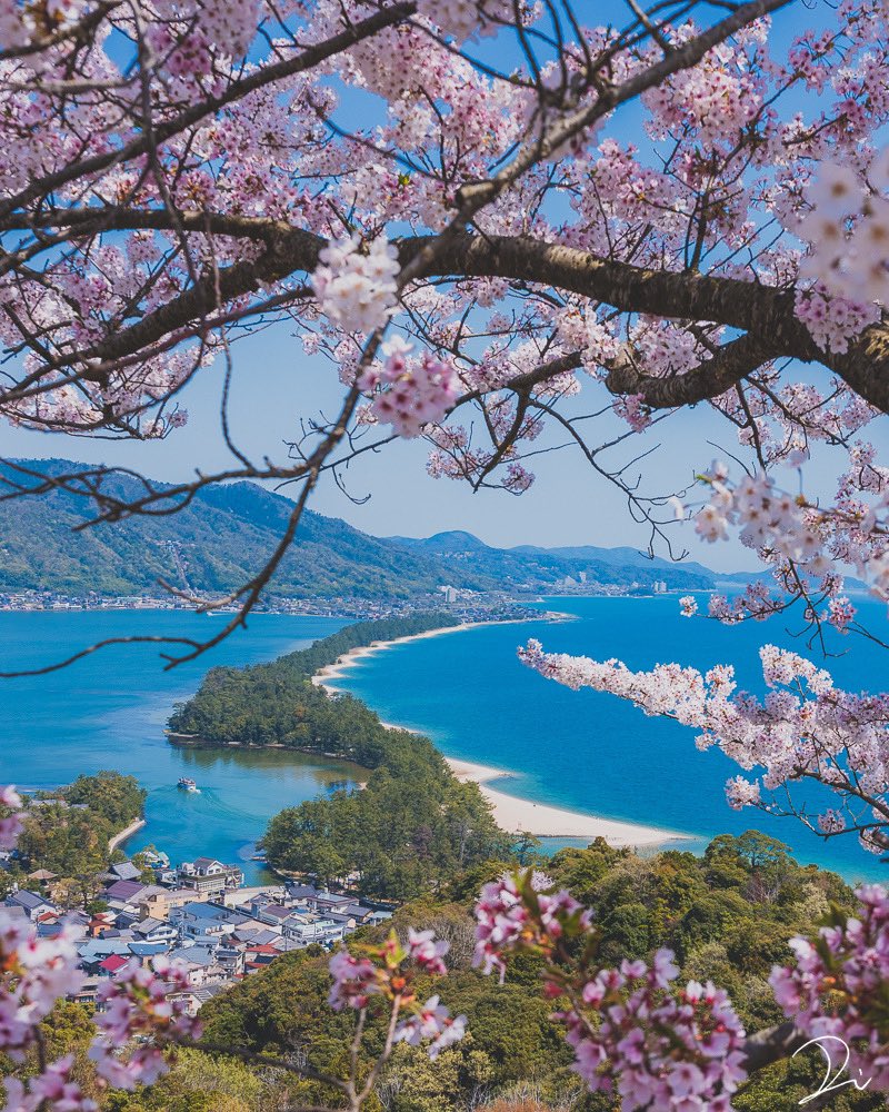 Amanohashidate surrounded by cherry blossoms 🌸✨ Experience the enchanting beauty of Japan's iconic sandbar during sakura season. #Amanohashidate #CherryBlossoms #SakuraSeason #JapanTravel #ScenicBeauty #ExploreJapan #SpringSplendor #NatureBeauty #TravelGoals #BlossomMagic