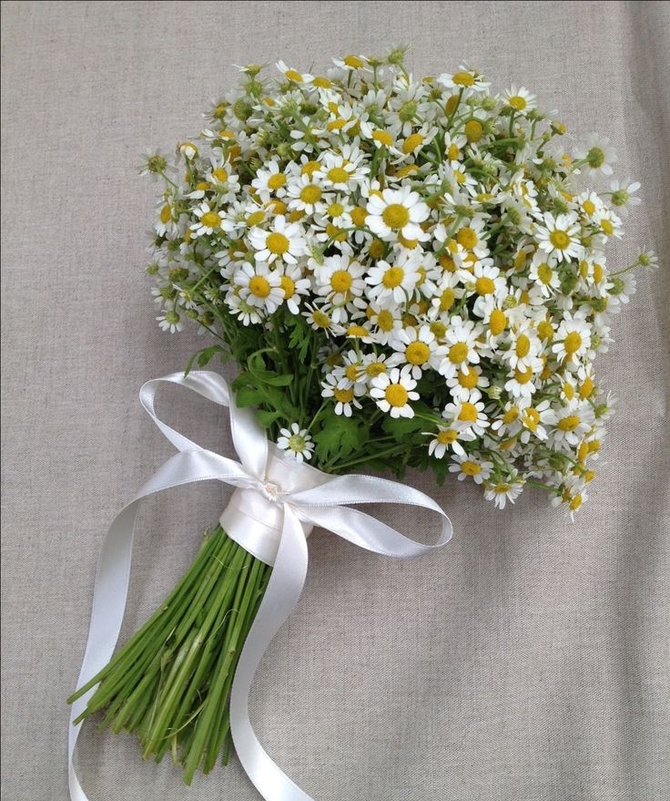 Exulansista's tweet photo. white tulips or chamomile? https://t.co/iyK3Nx5ZFF
