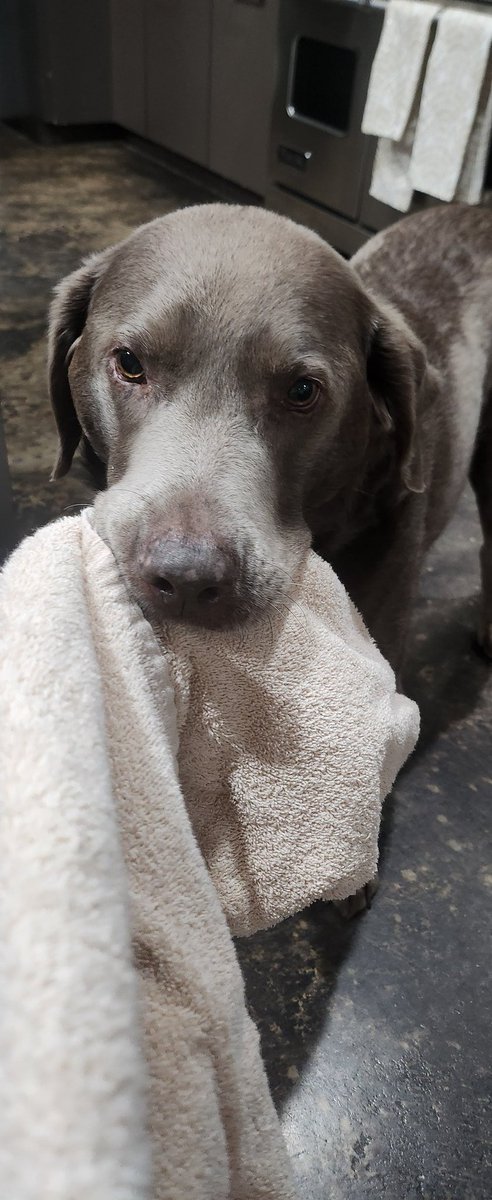 LabTitus's tweet photo. #Tituscapers Here de towel iz found. Close up!! In case anyone else want one!! It's soft and foofy!! Mommy says dat iz don't need it tho! So, if youz want one, iz got plenty! #towelthief #towelknicking #silverlabsoftwitter #SilverLabsofTwitter #DogsofTwitter #dogsoftwitter https://t.co/Gl1BbQshhB