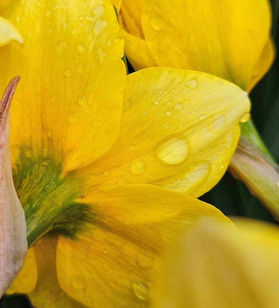 April Showers Today. 💛 #nature #Niagara #ShareYourWeather @ThePhotoHour #StormHour