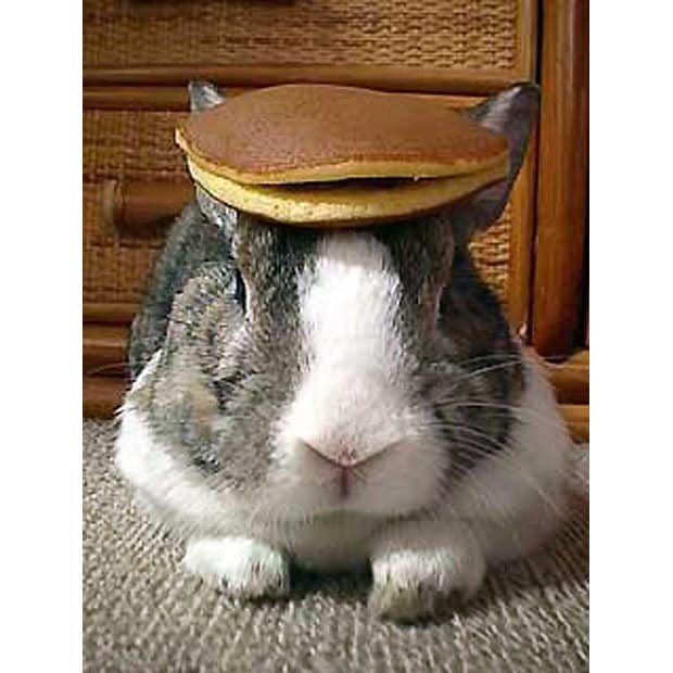 99.9% of the stuff on here is drama. So to put a smile on your face I give you a bunny with pancakes on his head . I have named him George so everyone say hello to him . And George says click the link larockcreations.com