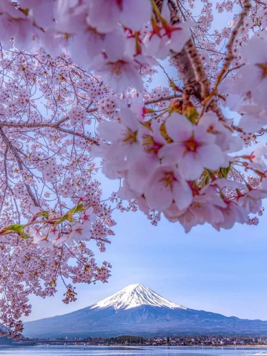 Japan - Mt. Fuji & Sakura 🗻🌸 Immerse yourself in the iconic beauty of Japan's majestic mountain and delicate cherry blossoms. #Japan #MtFuji #Sakura #CherryBlossoms #IconicViews #JapanTravel #ExploreJapan #ScenicBeauty #NatureLovers #BucketListDestination
