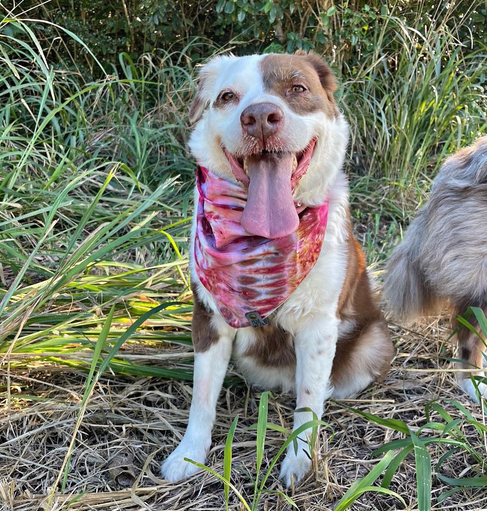 Wednesday mood: PINK! 💕

#onwednesdaywewearpink #dogsofx #dogsontwitter #tongueout #zshq #dog