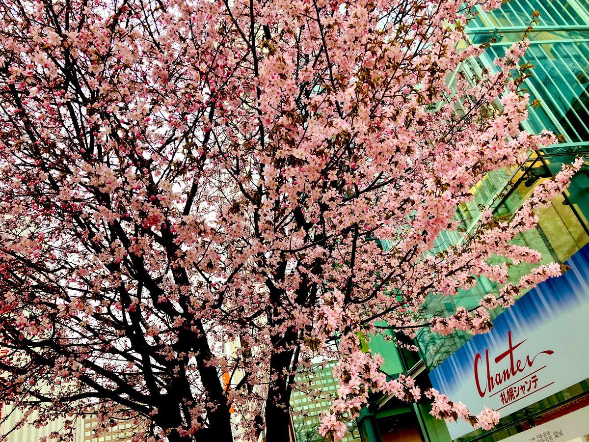 【速報】札幌 サクラ開花 　　統計史上2番目に早い 　（１番は去年の４月15日） ※写真はけさ撮影の札幌シャンテ前のエゾヤマザクラで気象台の標本木（ソメイヨシノ）ではありません