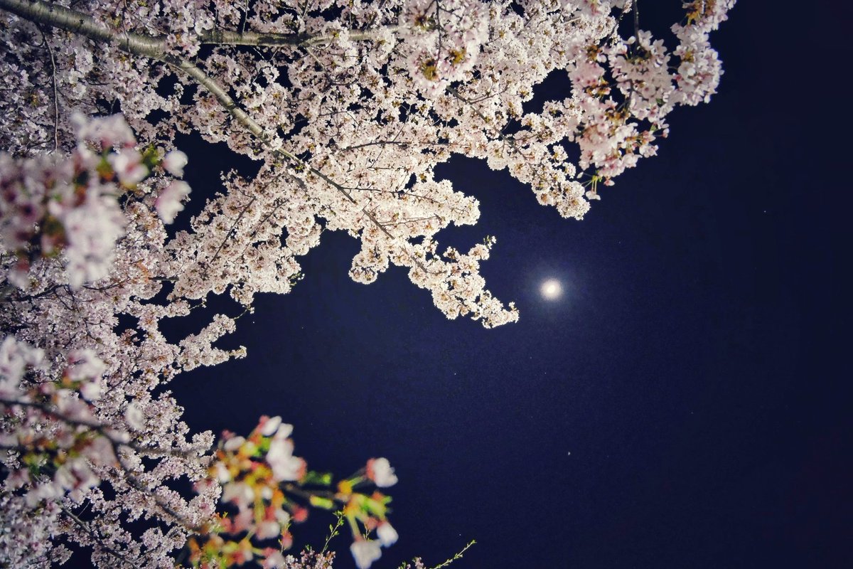ほの照らす。
月を呑み込む桜波。

#fujifilm
#キリトリセカイ
#ファインダー越しの私の世界