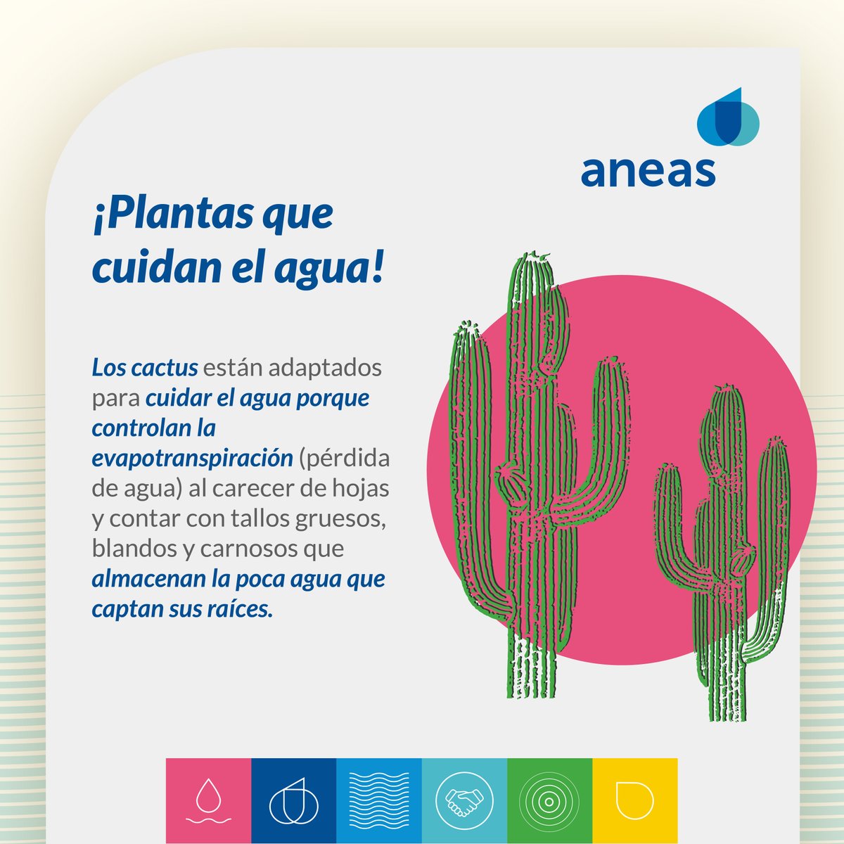 🌵🌵 Se calcula que media hectárea de maíz pierde un millón y medio de litros por evapotranspiración, mientras que en una superficie similar sembrada de cactus sólo se pierde un poco menos de 300 litros. #ANEAS #LaRedQueSumaFluyeyConecta 💦 #CulturaHidrica