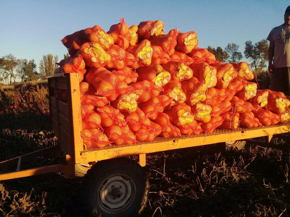 damicojp33's tweet photo. Hoy se fue la última carga de zapallo en #LabranzaCero #SiembraDirecta #GoteoSubterráneo de INTA H. Ascasubi.
Estamos pensando en dar dos pasos:
🏷🧄🧅🎃 Identificar hortalizas conservacionistas.
👨🏻🌾👩🏼🌾🧑🌾 Agrupar horticultores en directa.
¿Cómo la ven? Los leo... https://t.co/iaTGy0yvZt
