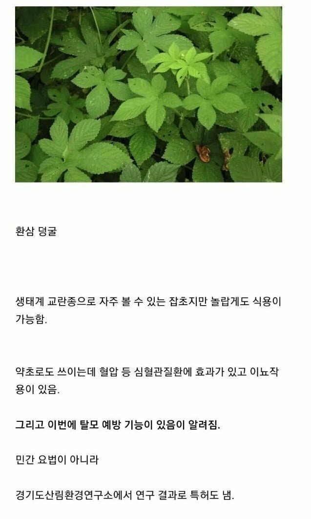 넌 이제 잡초가 아니다