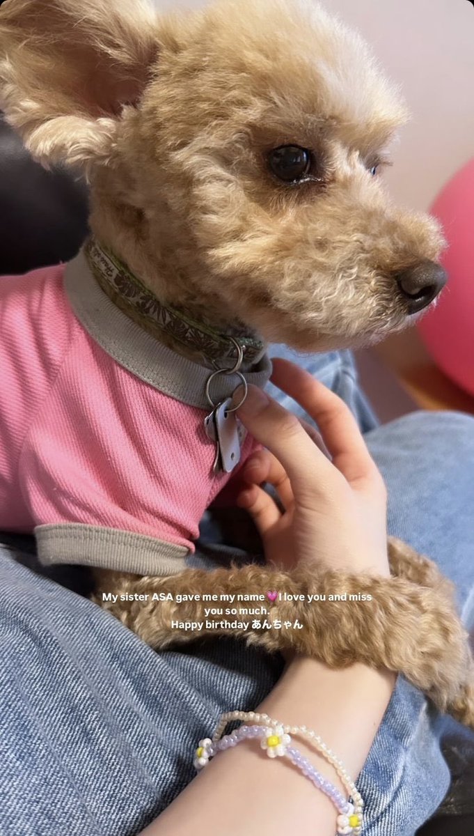 PortalEnamiAsa's tweet photo. 📸 | Mensagem do dog da família da #ASA 🎀 

🐶: Minha irmã ASA me deu meu nome💗 eu te amo e sinto tanto a sua falta. Feliz aniversário, Anchan.

#ASA #아사 #BABYMONSTER 
#베이비몬스터 https://t.co/Fpy7ztLpxq