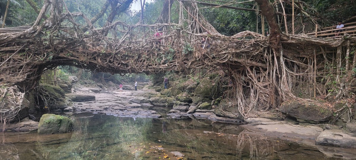 Mesmerizing Meghalaya. Living roots bridge. @RNPics