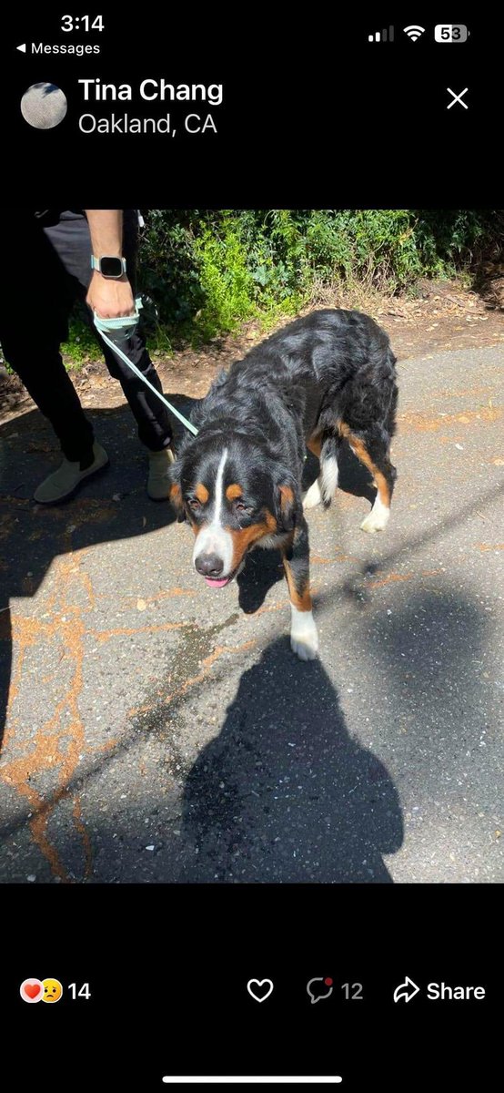 Attn: Bay Area, CA Folks!!! Sharing post by the Nor Cal #bernesemountaindog rescue!!! 👇 If you know of anyone missing a young female Bernese Mountain Dog, she was found in the Oakland Hills, California on Knottingham and Merrywood. No id, no chip. Any breeders sell a puppy to
