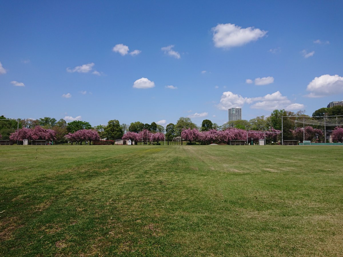 mysterysnack1's tweet photo. 3rd week of April #ShakujiiiPark
関山 "Prunus lannesiana ‘Sekiyama’" #DoubleFlowered
桜湯 served at wedd, is half-blooming 関山.
It is hardy and easy to grow, making it popular cherry tree in Europe.
#beautifulplantsinTokyo #spring #CherryBlossom #KusachiField #BaseballFieldB https://t.co/JZMl0CC56a