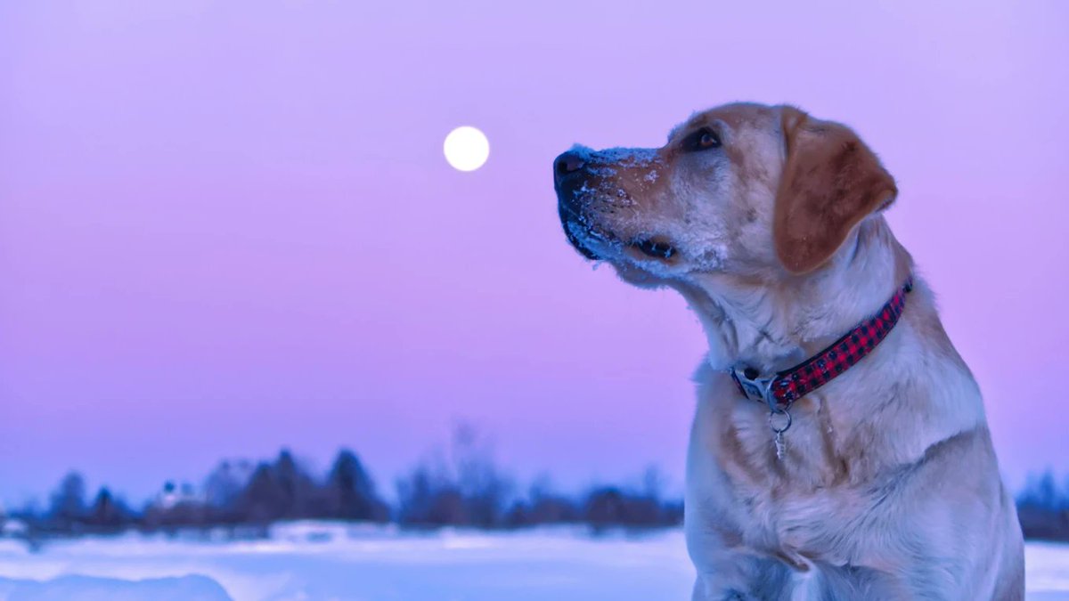 Peylay's tweet photo. @_AK475_ @srpeters @dukocoin @GodHatesNFTees #SomeoneKnows 🧠

#DUKO THOSE MOON BAGS💜🐶🚀🌙 https://t.co/l6jd2XvSwA