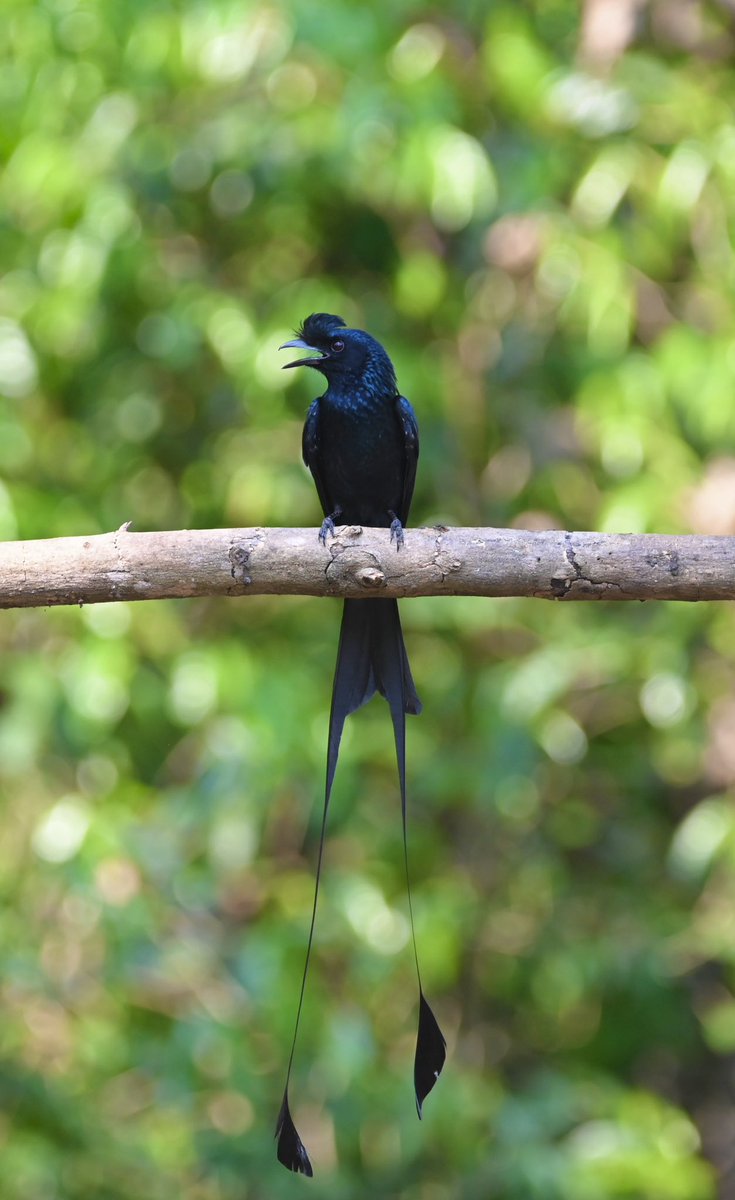 #1486 Greater Racket-tailed Drongo Good looking!! #dailypic #IndiAves #TwitterNatureCommunity #birdwatching #ThePhotoHour #BBCWildlifePOTD #natgeoindia