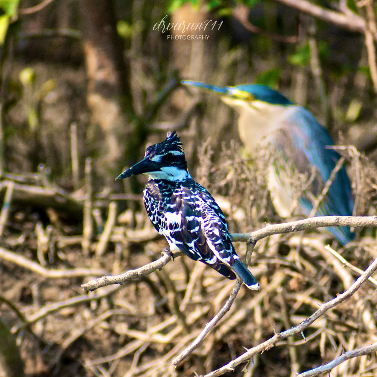 Pied kingfisher, Sundarban,WB #IndiAves #birdwatching @NatGeoIndia #birding #BirDereceHak #Nikon #TwitterNatureCommunity #birdsphotography #BirdsOfTwitter #BirdTwitter @NatGeoPhotos #NaturePhotograhpy #ThePhotoHour @DEFCCOfficial @BNHSIndia