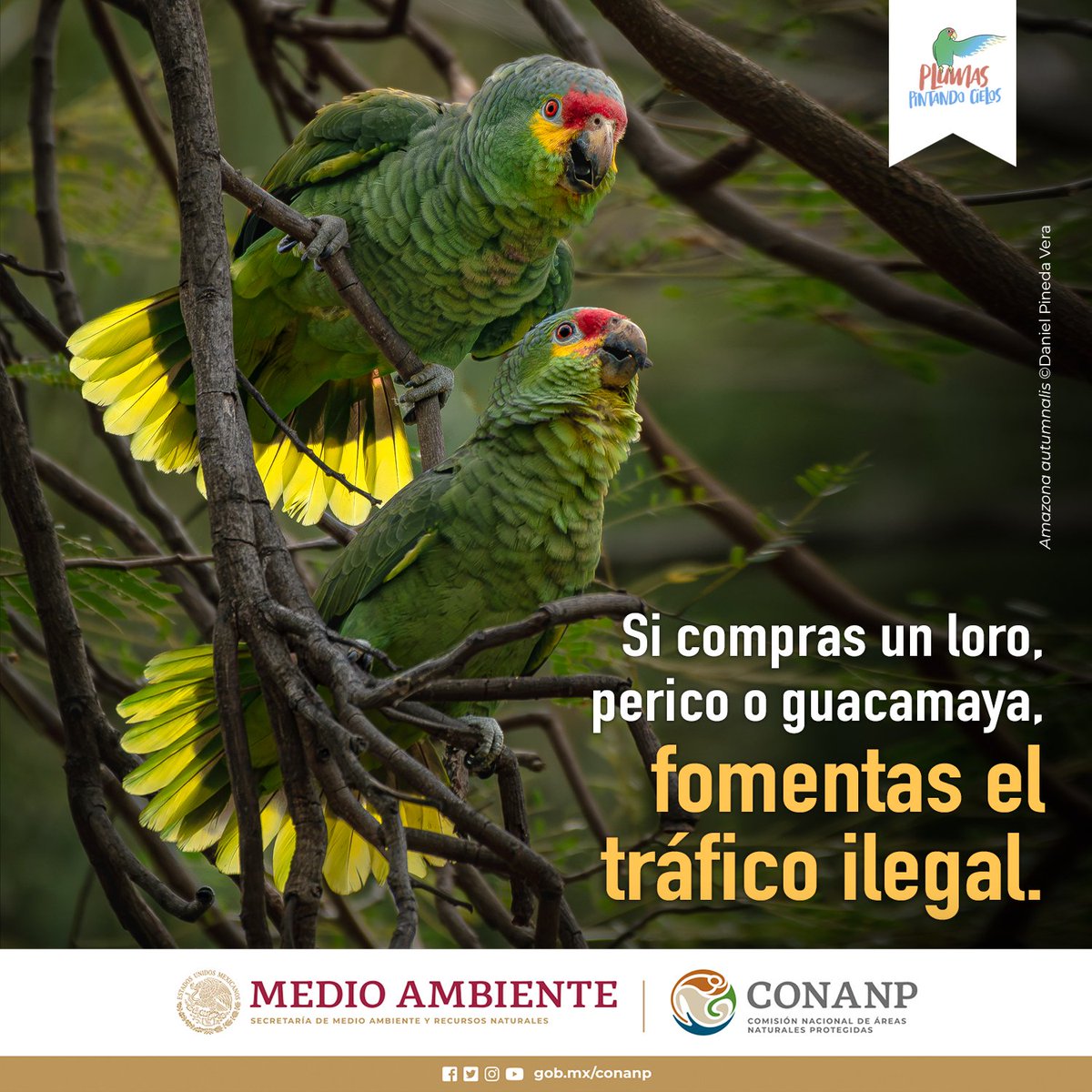 #FelizJueves Los loros, pericos y guacamayas son parte de la vida silvestre que habita en nuestros bosques y selvas. 🦜 #DéjalosVolar libres en su hábitat y cumplir sus funciones biológicas. 🪶 #PlumasPintandoCielos #NoCompresAvesSilvestres 🌰🌿🌊🌳🌺