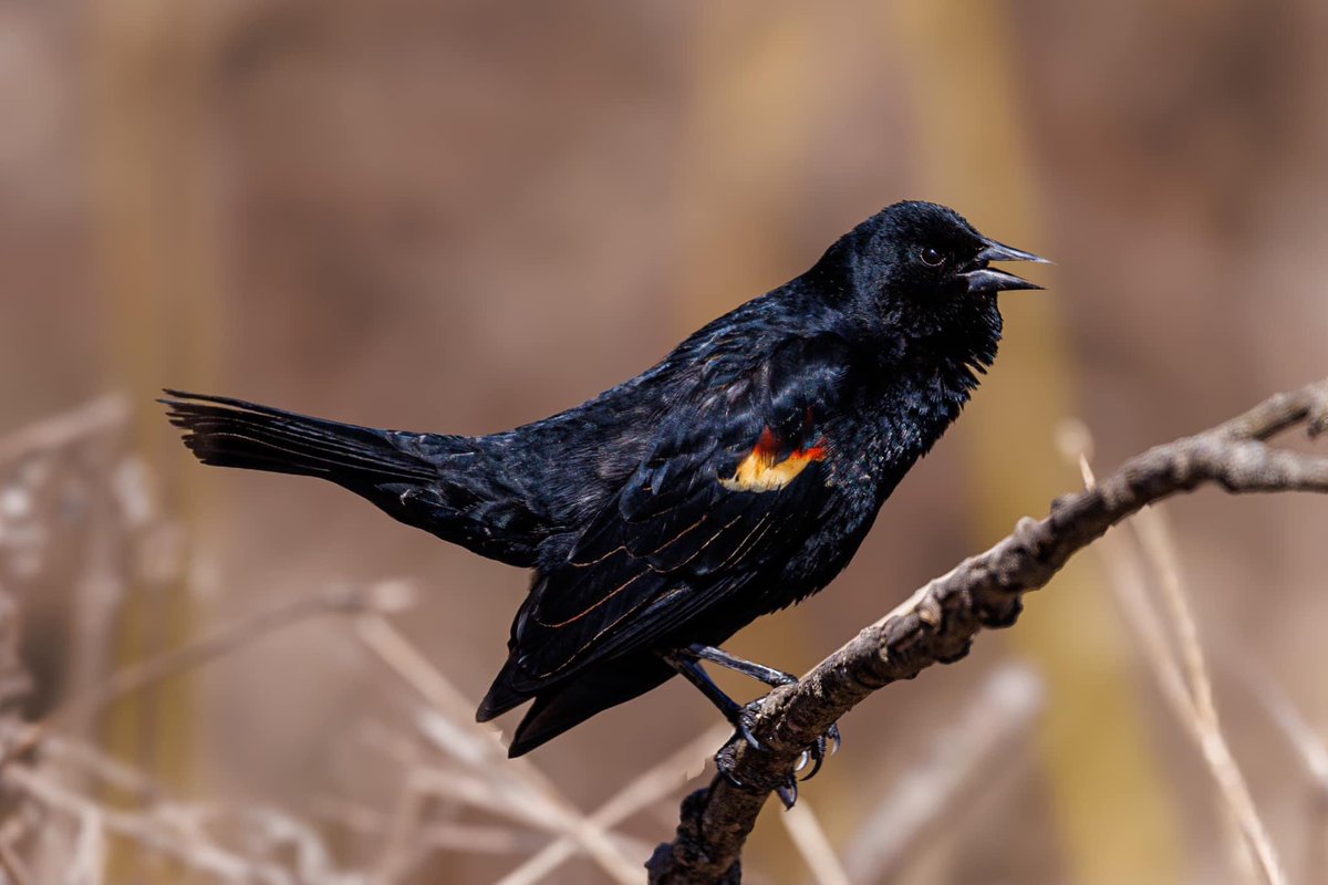 Red-Winged Blackbird

#BirdsSeenIn2024 #WildlifeWednesday #WidlifePhotography #NaturePhotography #NatureBeautiful