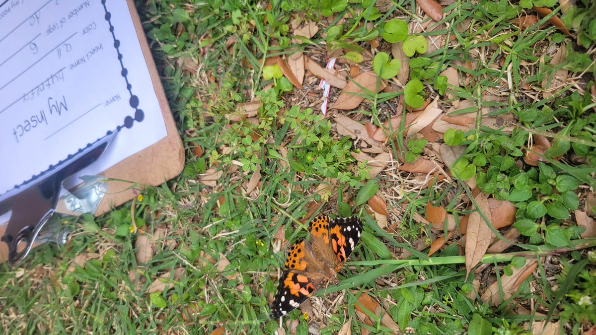 Insect scavenger hunt success! Ants, bees, and butterflies to kick off our week of researching and learning more about insects. 🐜 🐝 🦋 @HumbleISD_MBE Did anyone at MBE release a painted lady butterfly on Monday? She let us observe her for a while before she flew away!