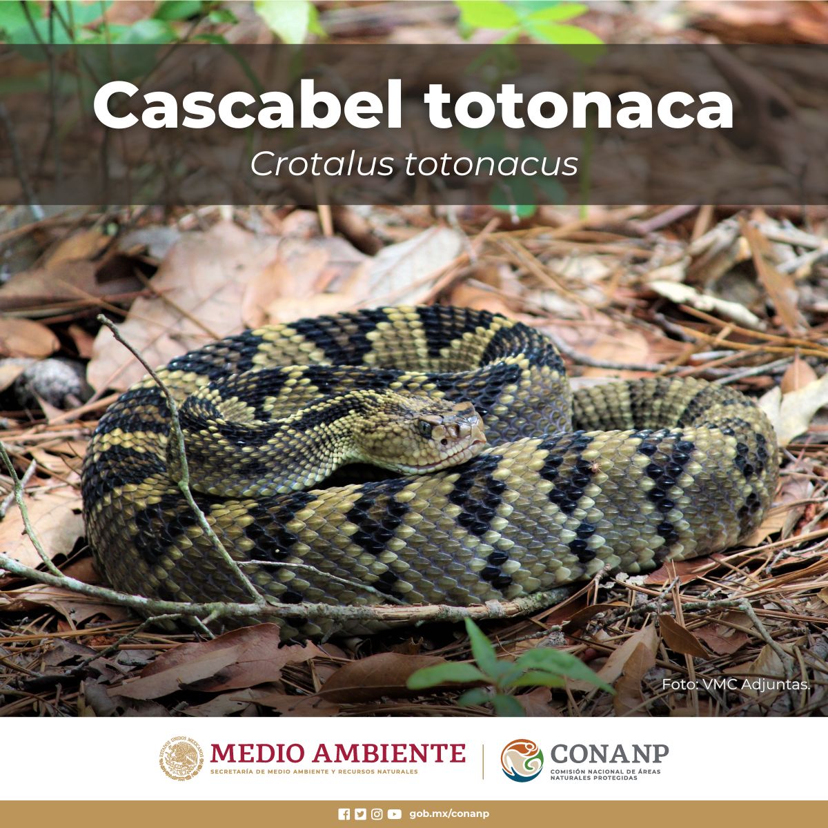 La #CascabelTotonaca (Crotalus totonacus) es una víbora venenosa que se encuentra en el noreste de México. Le gusta comer pequeños mamíferos y aves. 🇲🇽🐍🐦 Si te encuentras con alguna, no la molestes. 🐍 ¡Respetemos a los animales y su hogar! 🦎🕷️🐝🐞🪲🐌