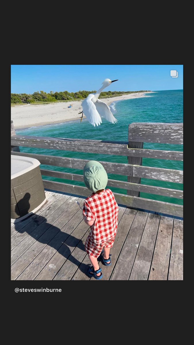 My two-year-old grandson, Gus, for the first time in his life, watches up close and personal, the majesty of bird flight. #birds #snowyegrets #floridabirds #venice