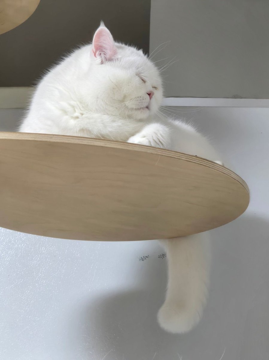 CAT_DLDG tweet picture