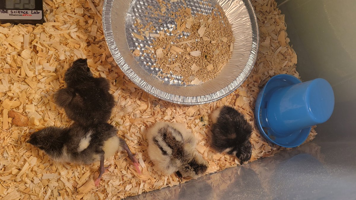 We have been waiting 21 days for these babies! Our 1st baby chick hatched yesterday. This morning we had THREE more waiting for us! ❤️ 🐥 @HumbleISD_MBE