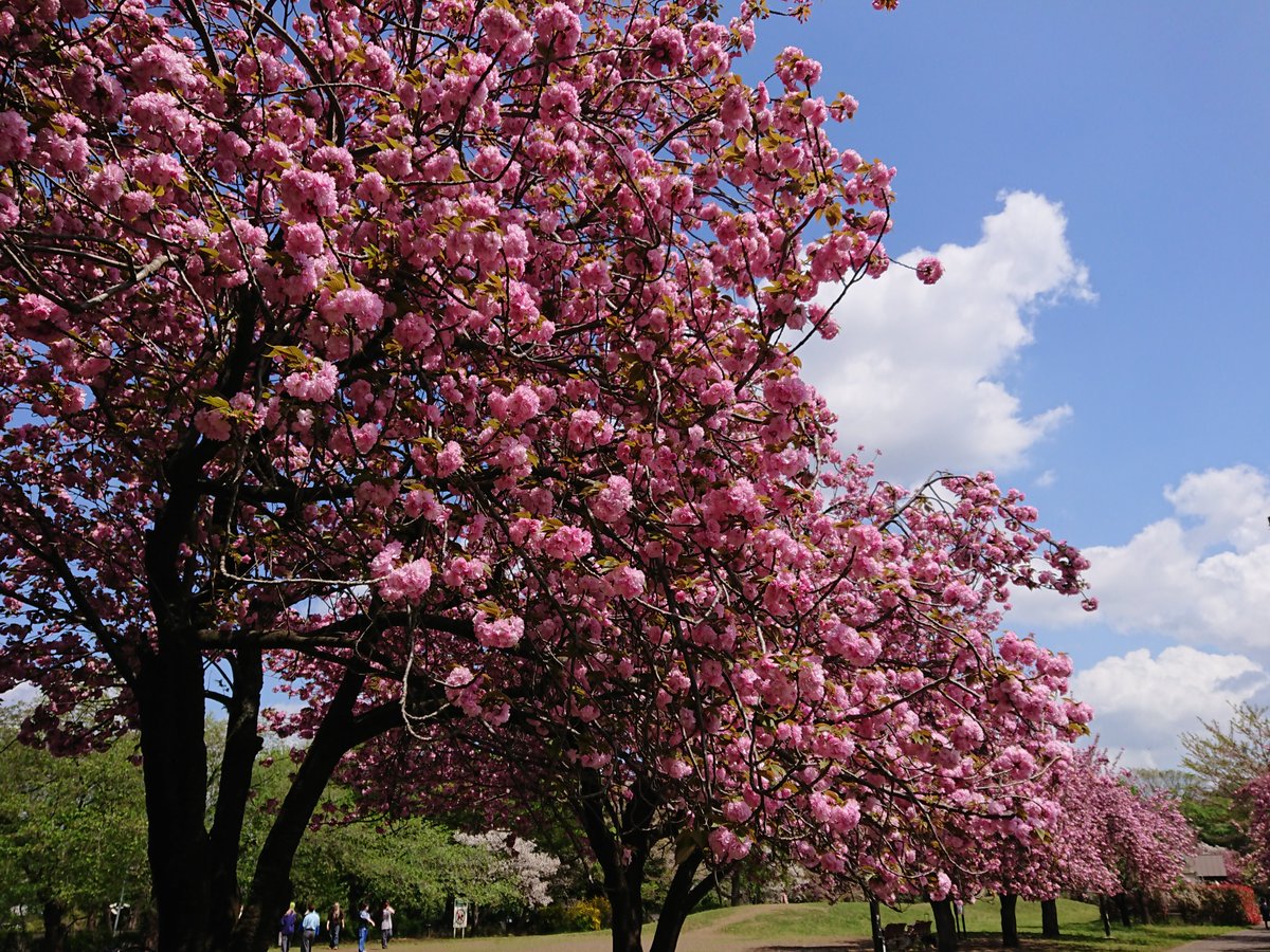 mysterysnack1's tweet photo. 3rd week of April #ShakujiiiPark
関山 "Prunus lannesiana ‘Sekiyama’" #DoubleFlowered
桜湯 served at wedd, is half-blooming 関山.
It is hardy and easy to grow, making it popular cherry tree in Europe.
#beautifulplantsinTokyo #spring #CherryBlossom #KusachiField #BaseballFieldB https://t.co/JZMl0CC56a