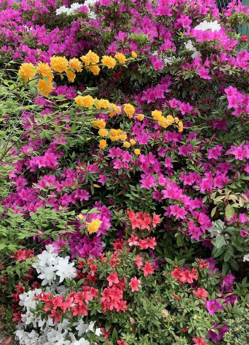 Misuguru's tweet image. ウチの山吹とサツキが今年も綺麗に咲いてくれました😊