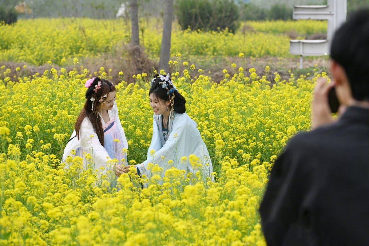 Discover a stunning #rapeseed flower sea in #LingdiVillage, #Luquan District, #Shijiazhuang. #njoy #Hanfu fashion shows, camping, and local cuisine. Experience nature's beauty!🌼 #FlowerPower   #CulturalAdventure #NatureEscape Reported by Hebei Daily