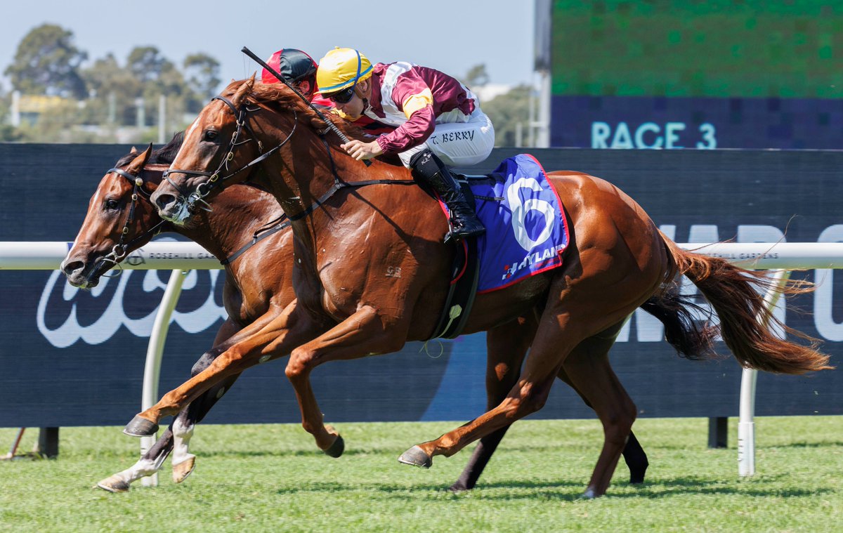 'He's always been a nice horse for us and we’ve always thought quite highly of him.' John O'Shea says Linebacker arrives at Saturday's $1m Champagne Stakes in great order and can adapt to whatever unfolds in the Group 1 mile. 📸Steve Hart READ: tinyurl.com/53e4cj9k